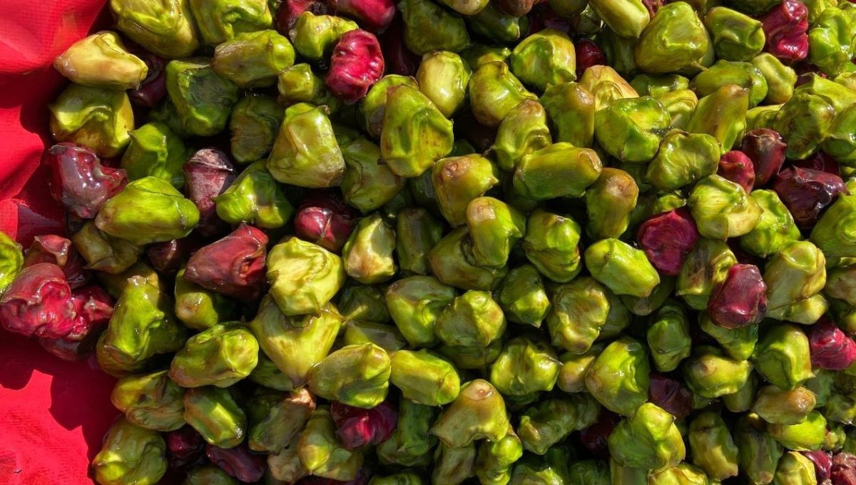 Chhath Puja 2025 में अर्पित किए जाने वाले खास फल और पूजा सामग्री