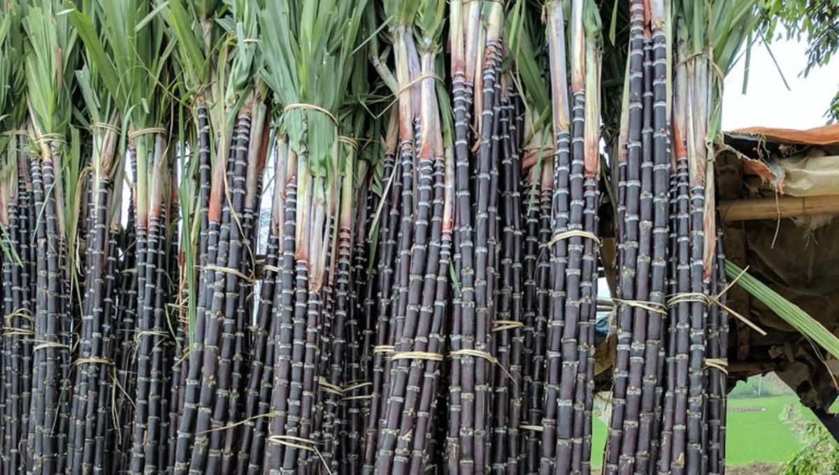 Chhath Puja 2025 में अर्पित किए जाने वाले खास फल और पूजा सामग्री